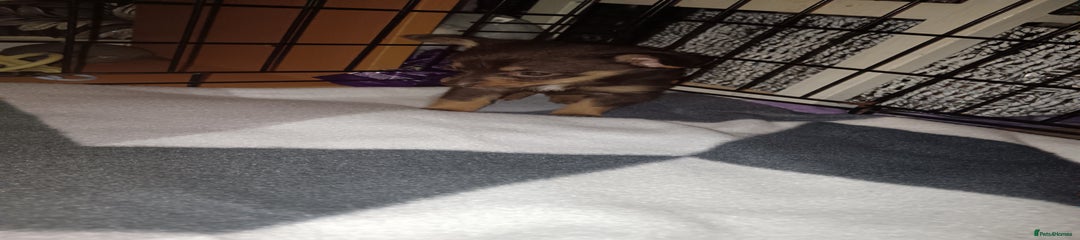 Mixed Breed Puppy 2