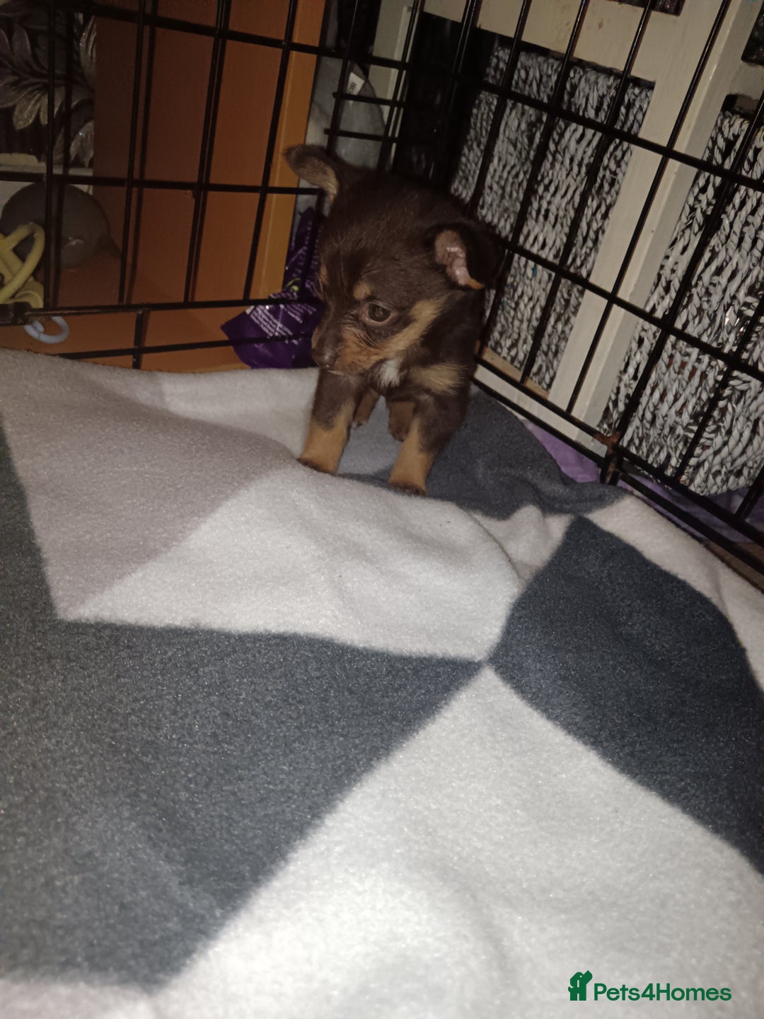 Mixed Breed dogs for sale: Pomeranian cross dachshund puppies  - Image 5