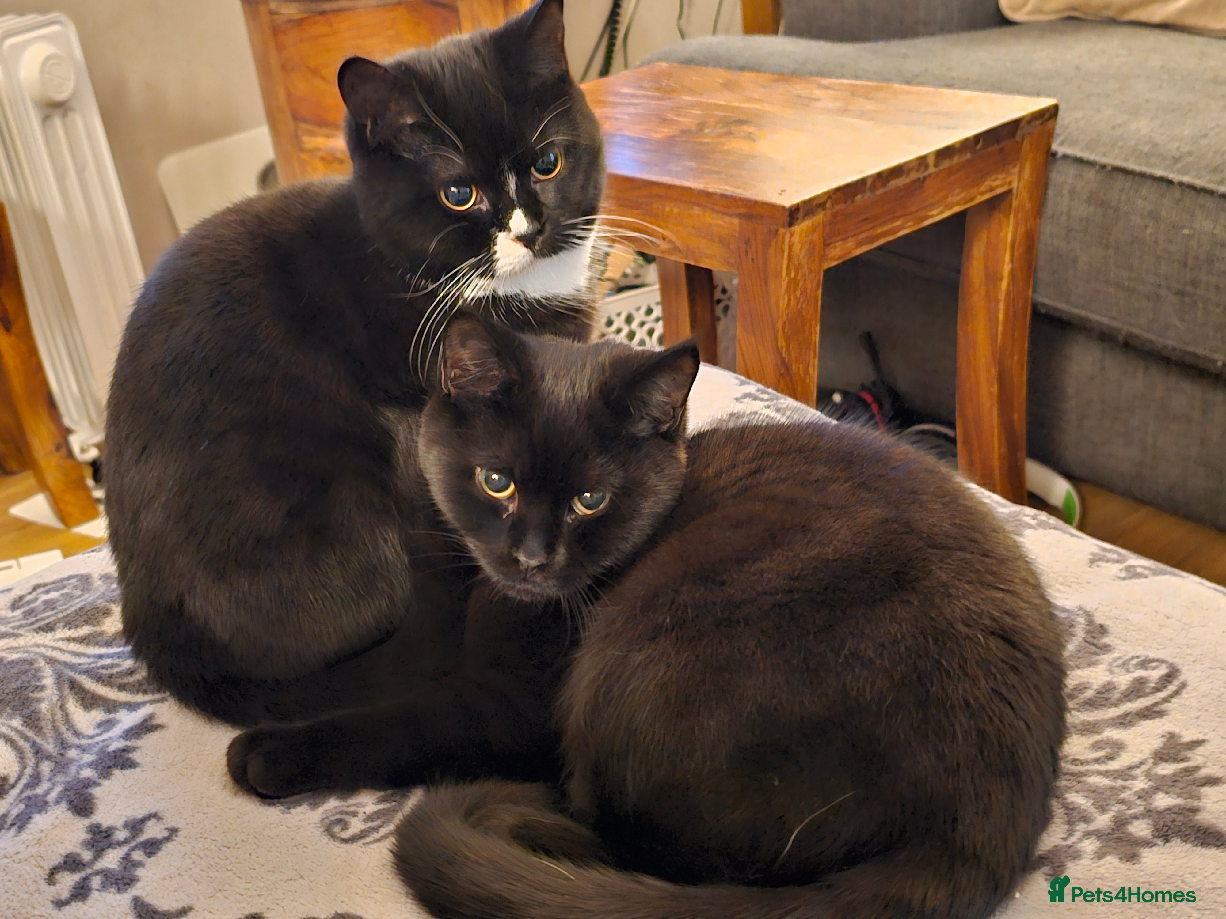 British Shorthair cats British shorthair cross DSH - Advert 5