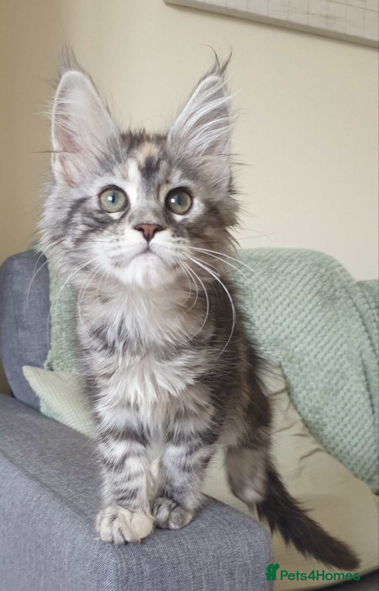 Maine Coon cats Tica registered Maine Coons  - Advert 4