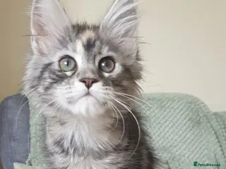 Maine Coon cats Tica registered Maine Coons - Advert 4
