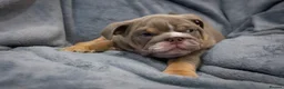 English Bulldog dogs for sale: English bulldog puppies ready to go now in Glasgow - Advert 18