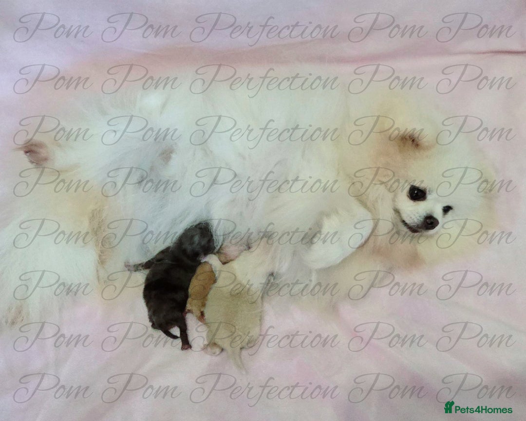 Pomeranian dogs for sale: Gorgeous Teddy Bear Pomeranian Puppies - Image 17