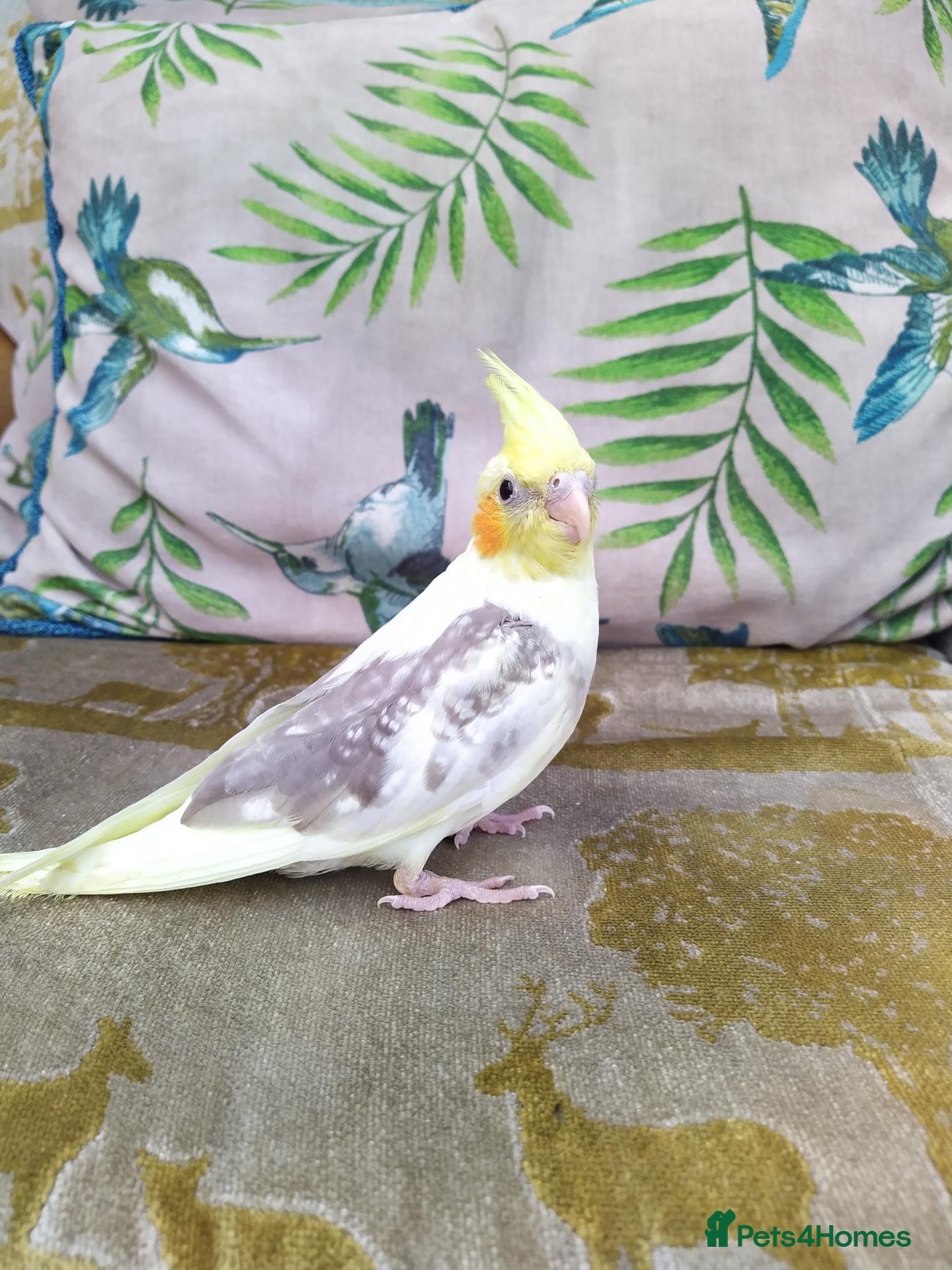 Cockatiels birds DNA sexed hand tamed cockatiels and Bourkes - Advert 1