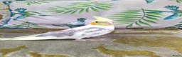 Cockatiels birds for sale: DNA sexed hand tamed cockatiels and Bourkes - Advert 1