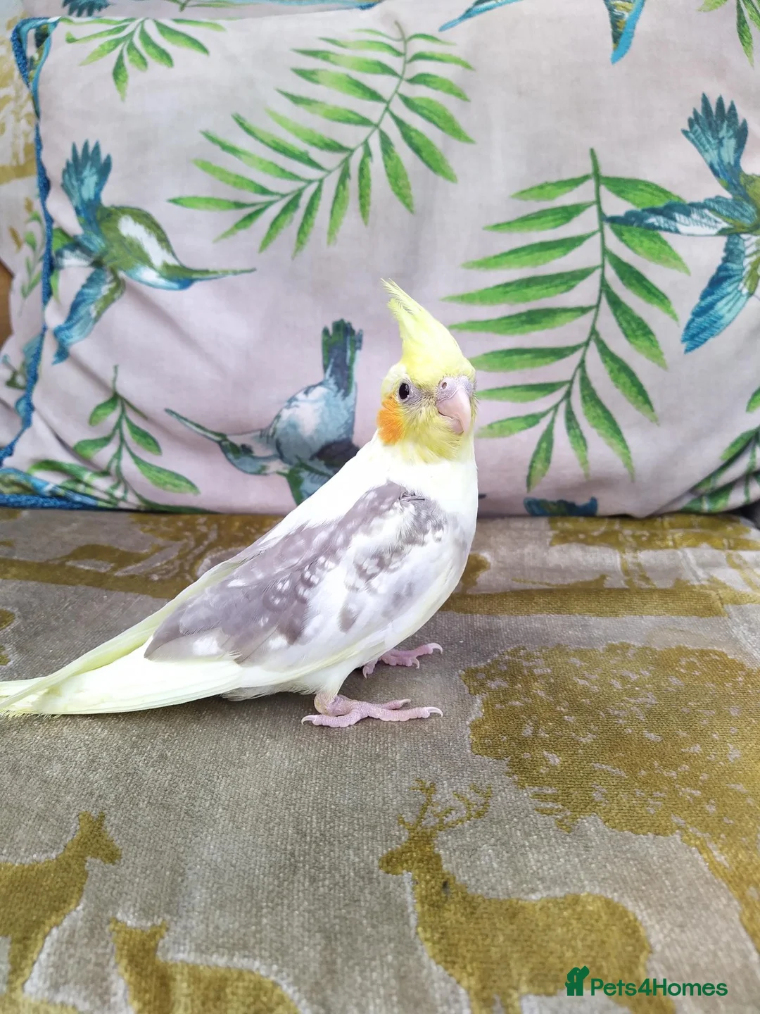 Cockatiels birds for sale: DNA sexed hand tamed cockatiels and Bourkes - Advert 1