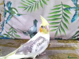 Cockatiels birds DNA sexed hand tamed cockatiels and Bourkes - Advert 1
