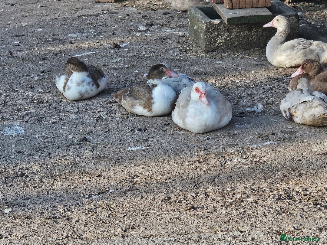 Ducks poultry for sale: Muscovy  - Image 9