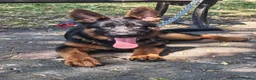 German Shepherd dogs for sale: German Shepherd Puppies (champions parents)  - Advert 10