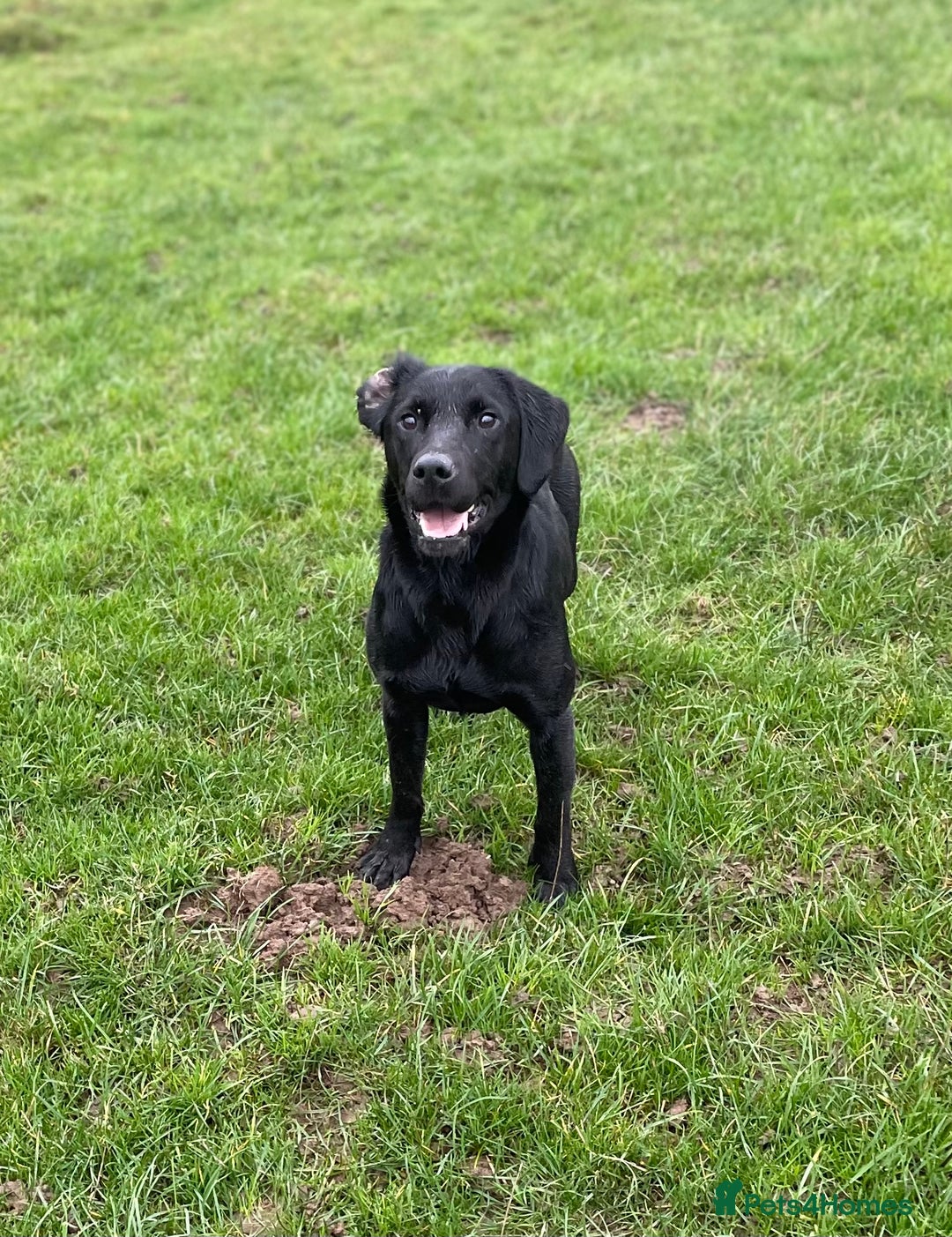 Cockerdor dogs for sale: Stunning Cockerdors - Advert 7