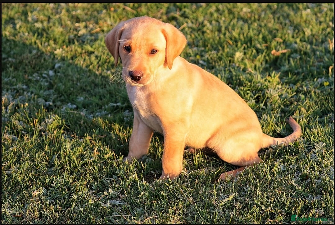 Labrador Retriever dogs KC REG parents: special adorable pups  - Advert 2
