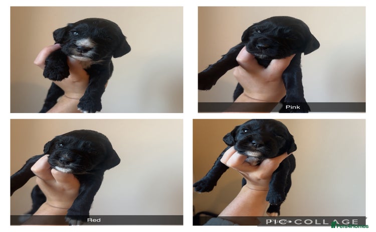 Cocker Spaniel dogs - Advert 6