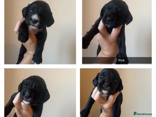 Cocker Spaniel dogs - Advert 18