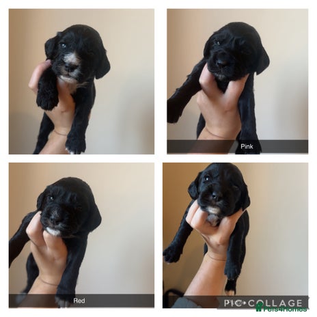 Cocker Spaniel dogs - Advert 6