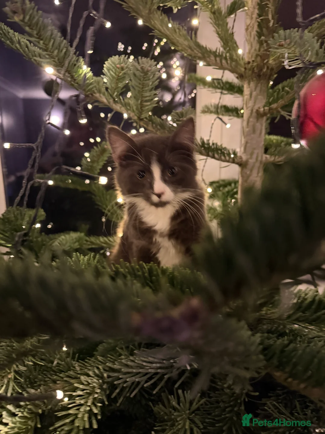 Turkish Angora cats for sale: Stunning boy  - Advert 1