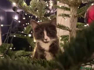 Turkish Angora cats Stunning boy - Advert 1