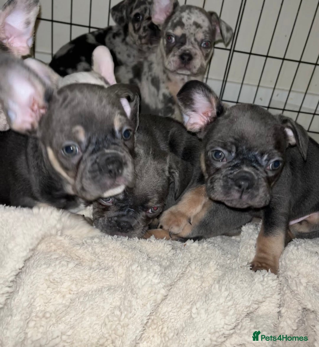 French Bulldog dogs for sale: READY NOW French bulldog pups REDUCED - Advert 19