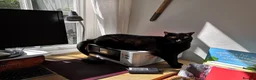 Domestic Shorthair cats for sale: Sweet older kitty needs new home in London - Advert 2