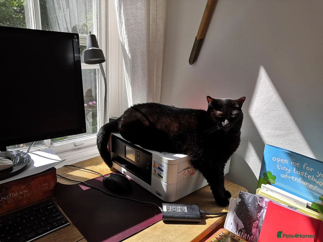 Domestic Shorthair cats for sale: Sweet older kitty needs new home in London - Advert 2