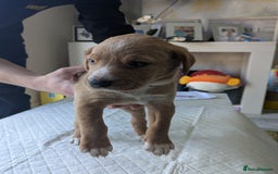 Labrador Retriever dogs for sale: Retriever Labrador puppys for sale - Image 10