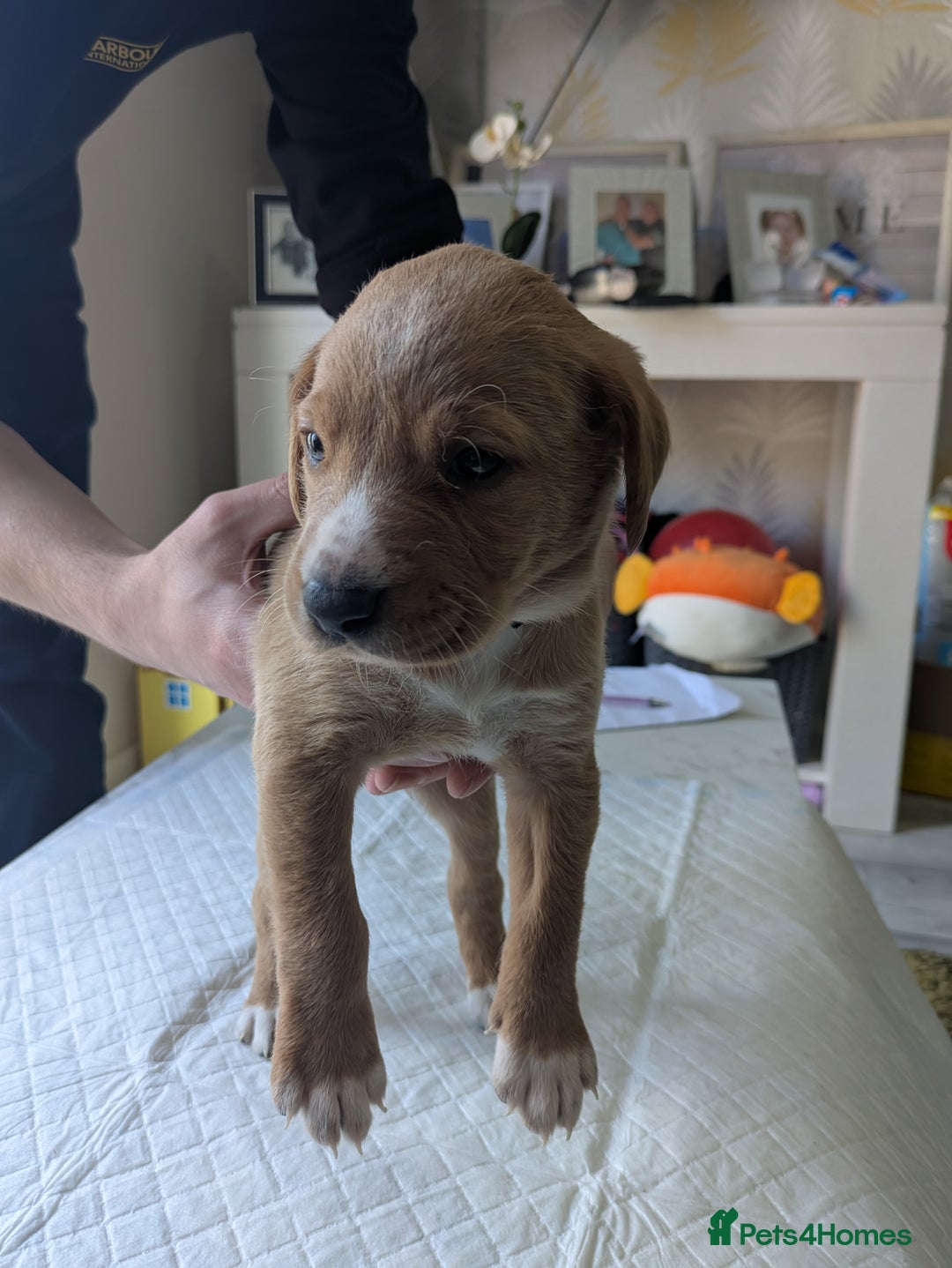 Labrador Retriever dogs for sale: Retriever Labrador puppys for sale - Image 10