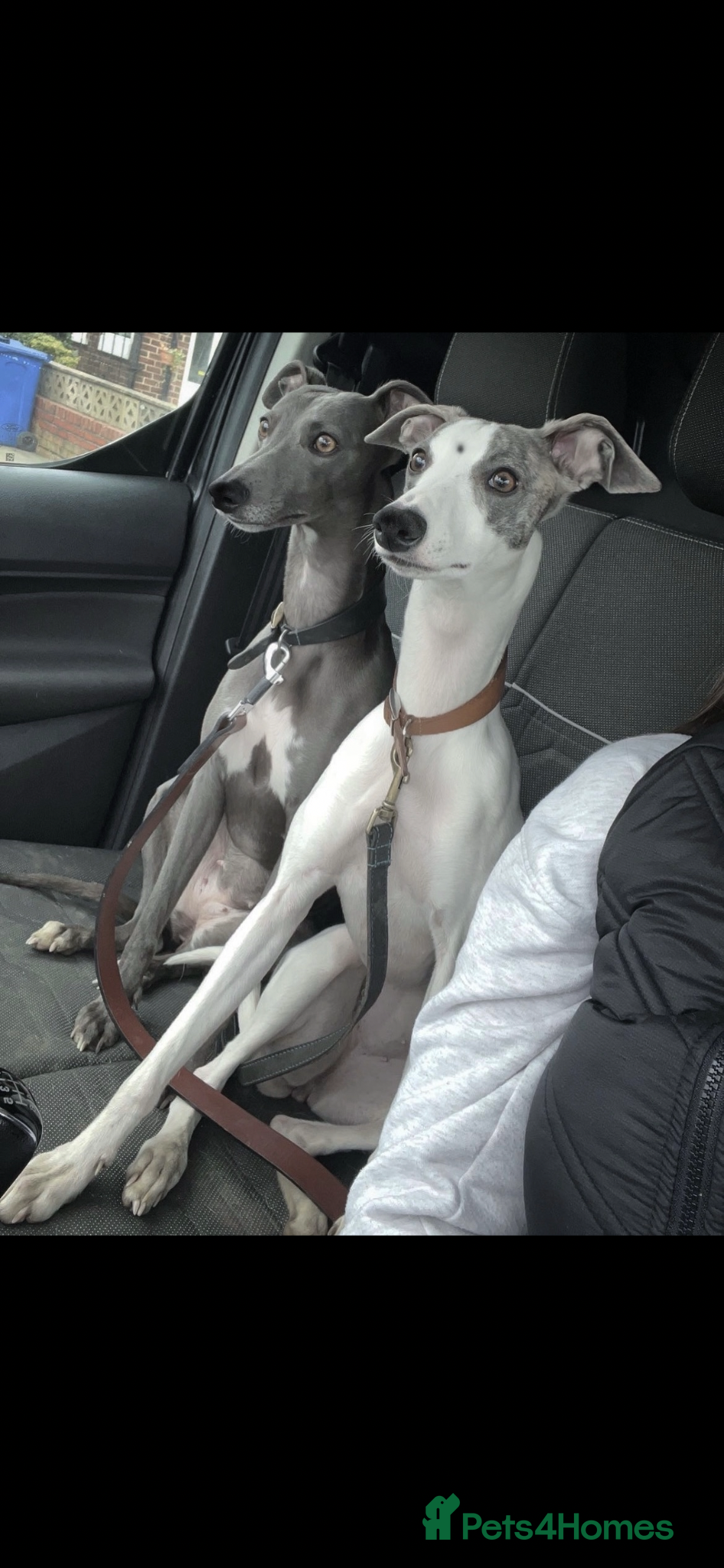 Whippet dogs Stunning kc whippet puppy’s  - Advert 1