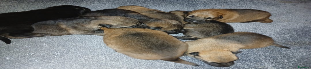 German Shepherd Puppy 5