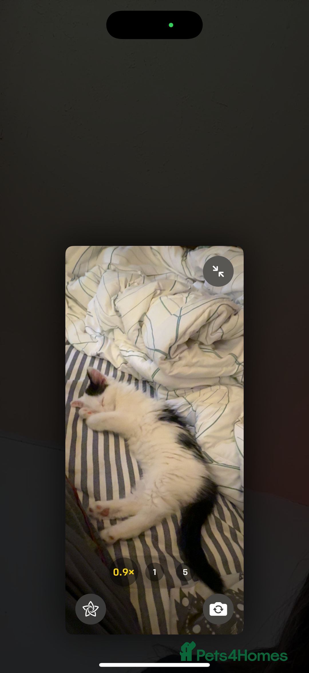Mixed Breed cats for sale: Four beautiful kittens with lovely markings! - Image 2