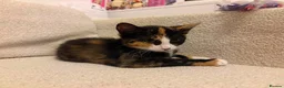 Domestic Shorthair cats for sale: Ronnie and Reggie  in Stourbridge - Advert 4