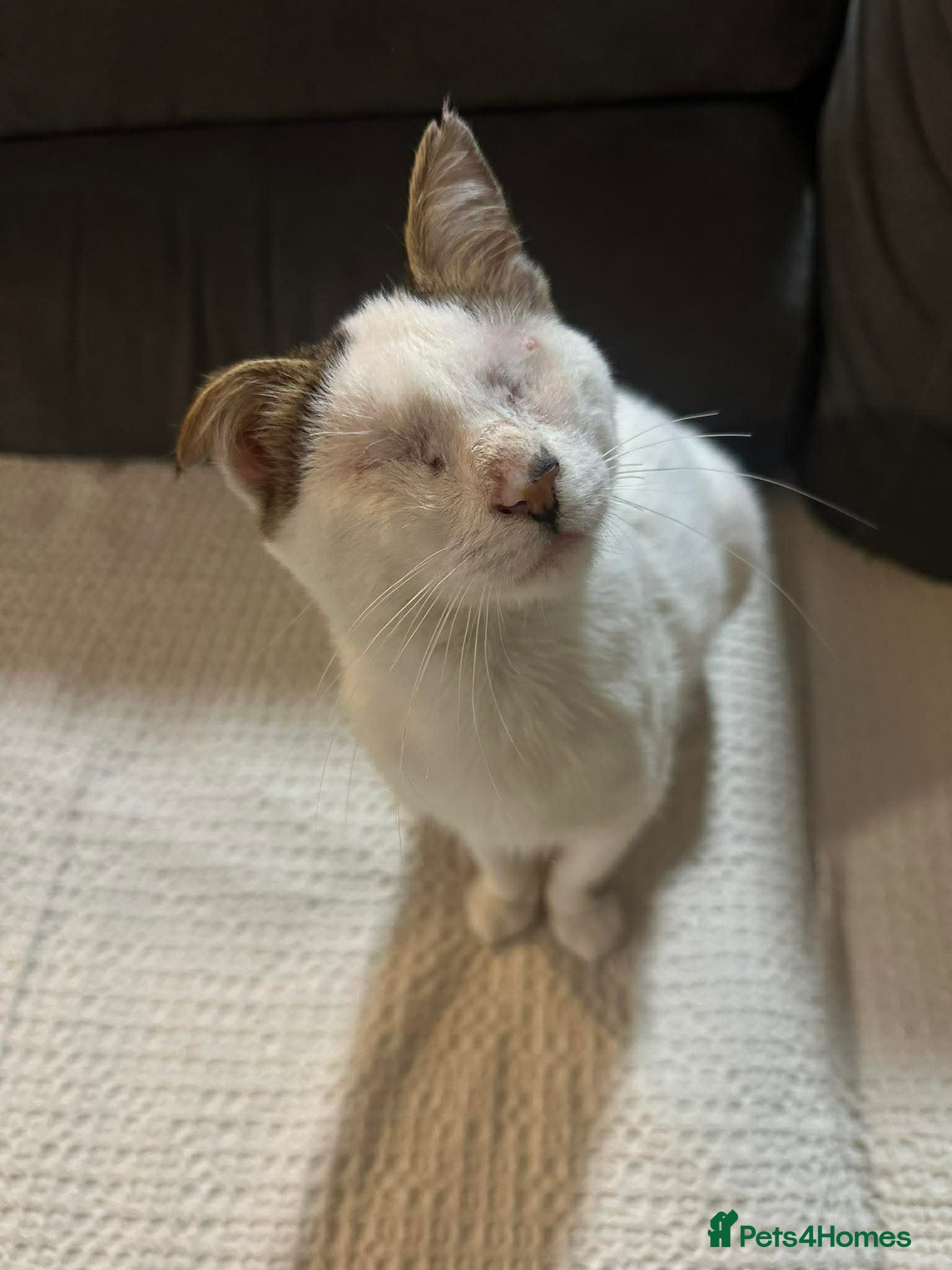 Mixed Breed cats for adoption: Charlie the cuddlebug - Advert 5