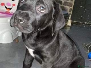 Mixed Breed dogs - Advert 3