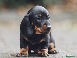 Miniature Dachshund dogs - Advert 9