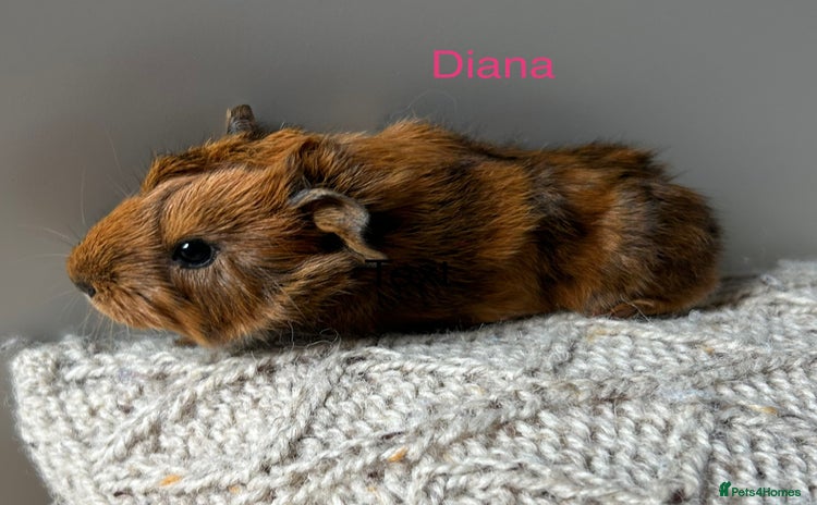 Guinea Pig rodents - Advert 1