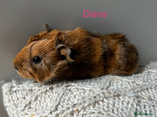 Guinea Pig rodents - Advert 1