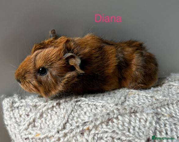 Guinea Pig rodents - Advert 2