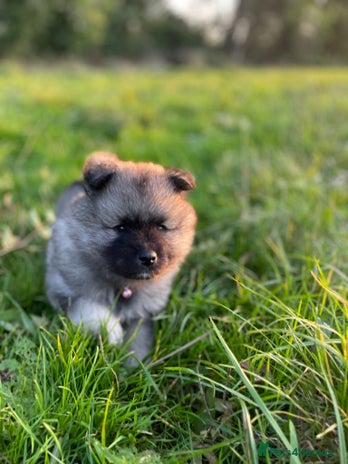 Keeshond dogs - Advert 1