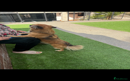 Mixed Breed dogs for sale: Adorable female is looking for new home - Image 10