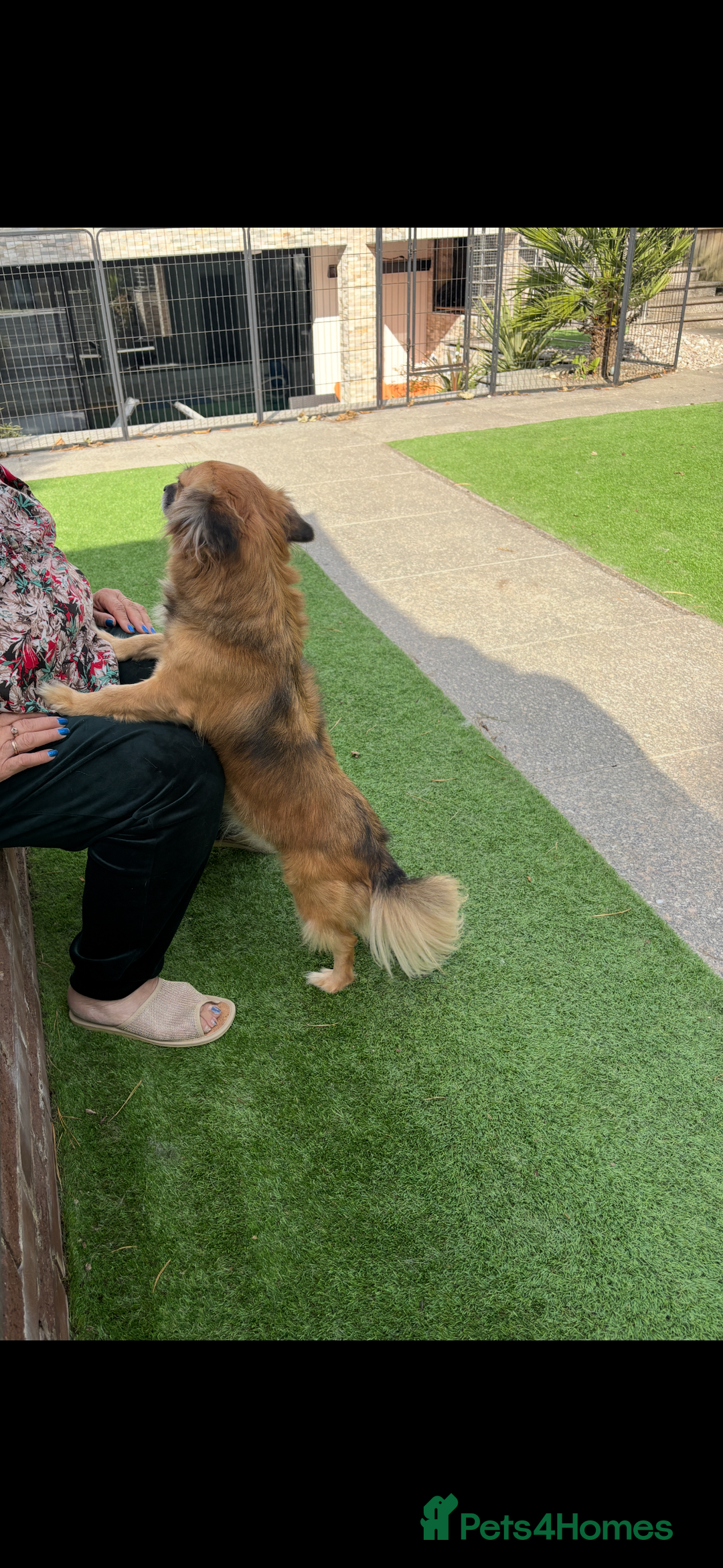 Mixed Breed dogs for sale: Adorable female is looking for new home - Image 10