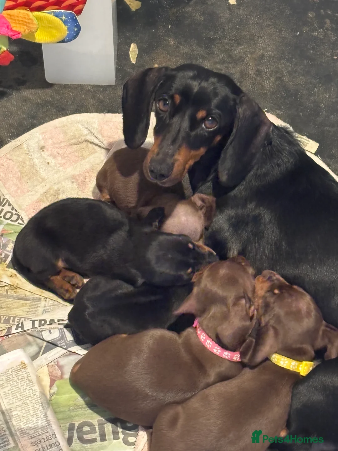 Miniature Dachshund dogs for sale: Beautiful chocolate and tan  - Advert 5