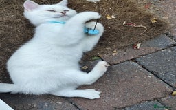 British Shorthair cats for sale: British short hair pure breed - Image 13