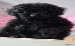 Cockapoo dogs for sale: COCKAPOOS READY FOR THERE NEW    HOMES  - Image 12
