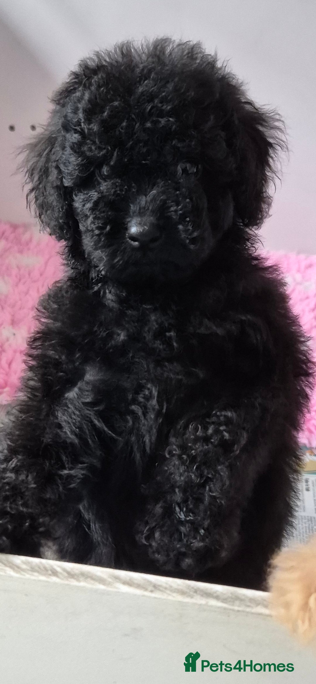 Cockapoo dogs for sale: COCKAPOOS READY FOR THERE NEW    HOMES  - Image 12
