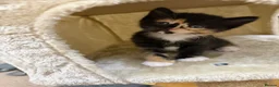 British Shorthair cats for sale: 🐾 2 Adorable Kittens Looking for Loving  Homes  - Advert 12