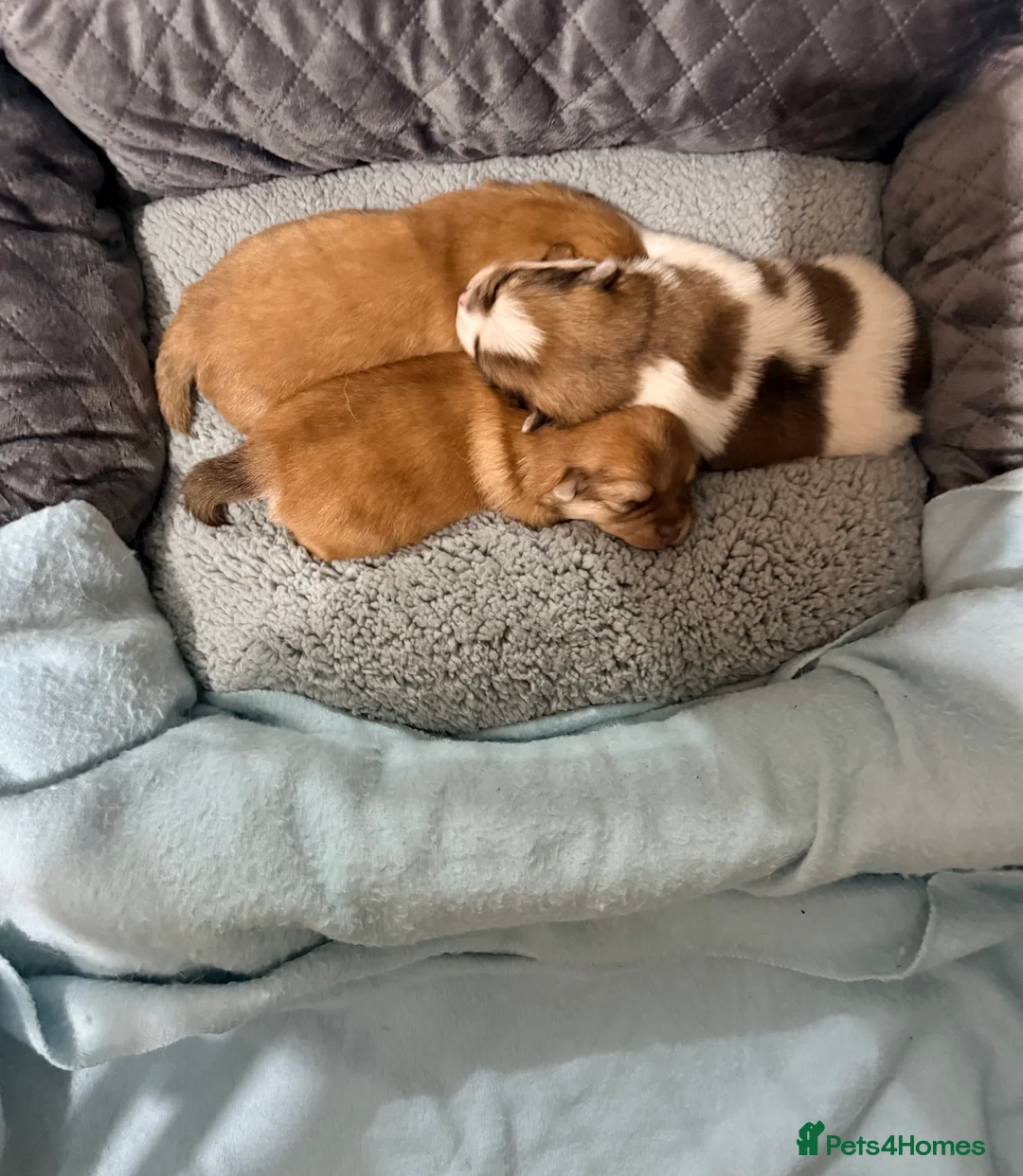 Mixed Breed dogs for sale: German spitz mix with pomchi  - Advert 2