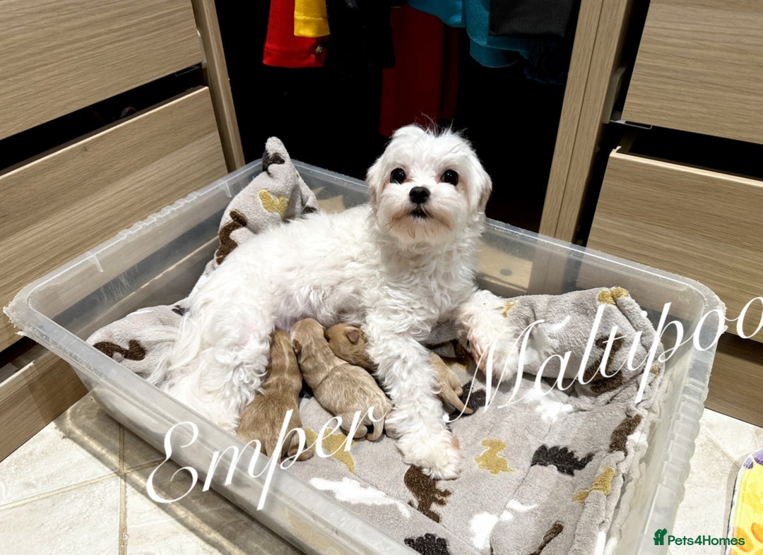 Maltipoo dogs for sale: Tiny Emper-Maltipoo Puppies – Asian teddy dad! - Image 4
