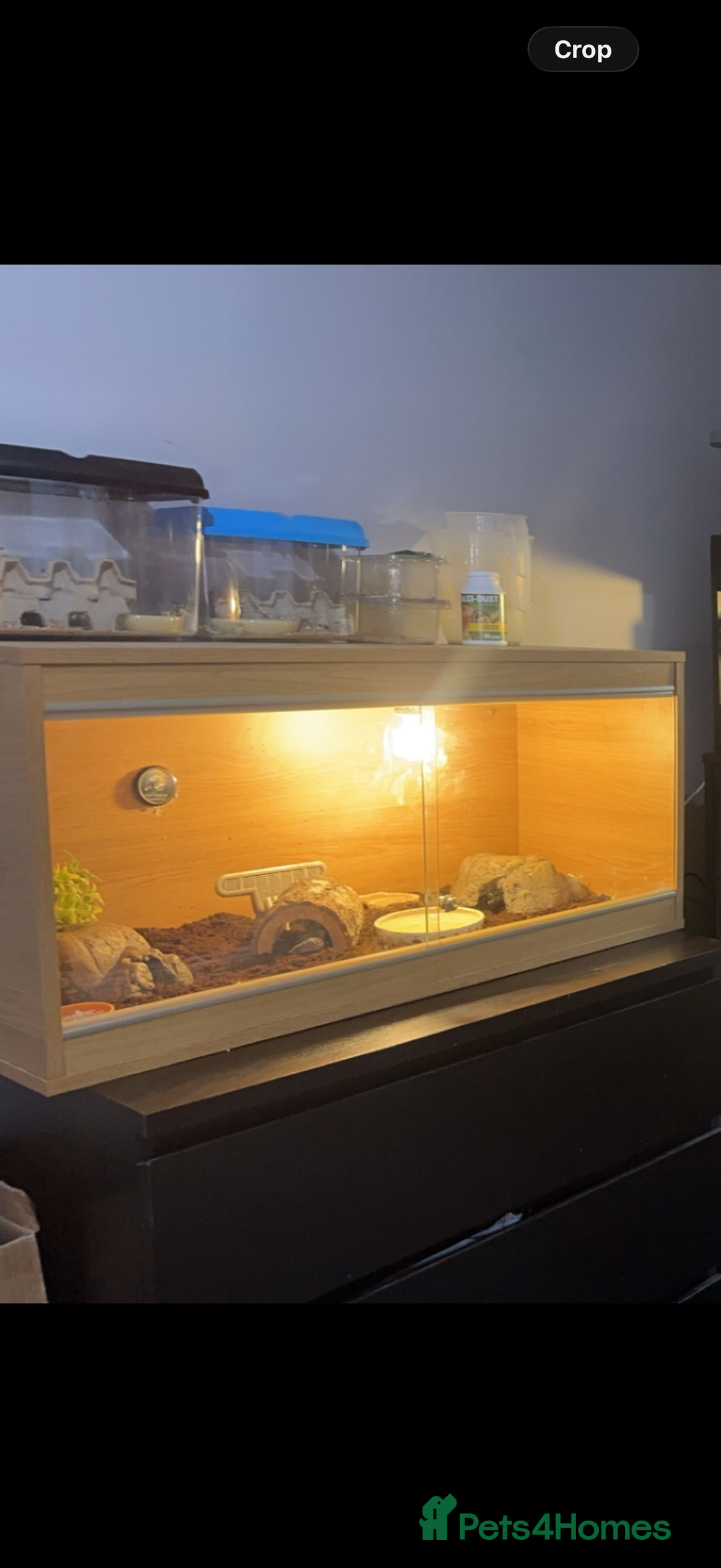 Gecko reptiles for sale: African Fat Tail Gecko and Tank for Sale - Advert 1