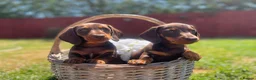 Miniature Dachshund dogs for sale: True miniature chocolate dachshunds  - Advert 1