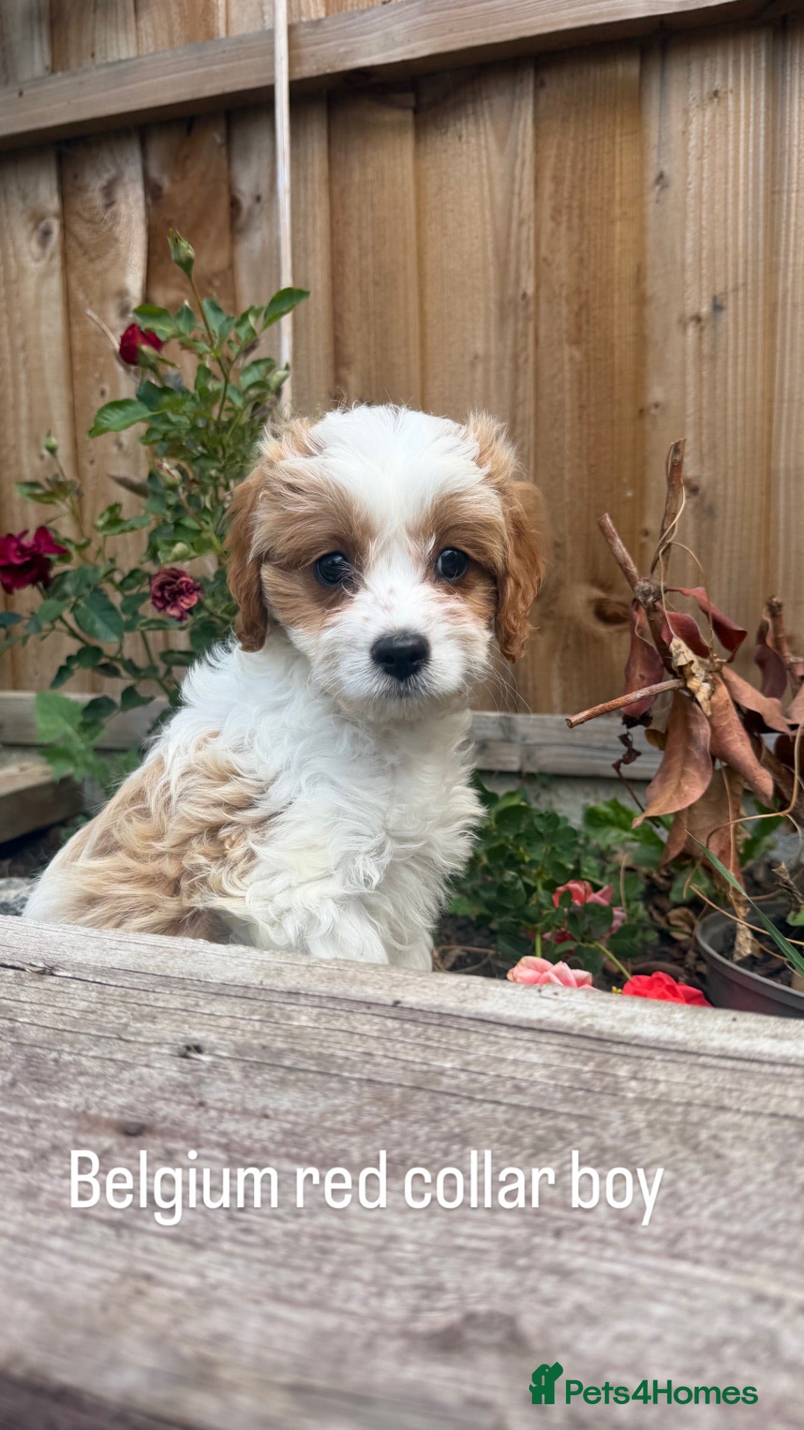 Cavapoo dogs Beautiful litter cavapoos  - Advert 1