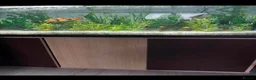 Live Bearers fish for sale: Fluval Tropical Aquarium Complete Setup in Tiverton - Advert 6