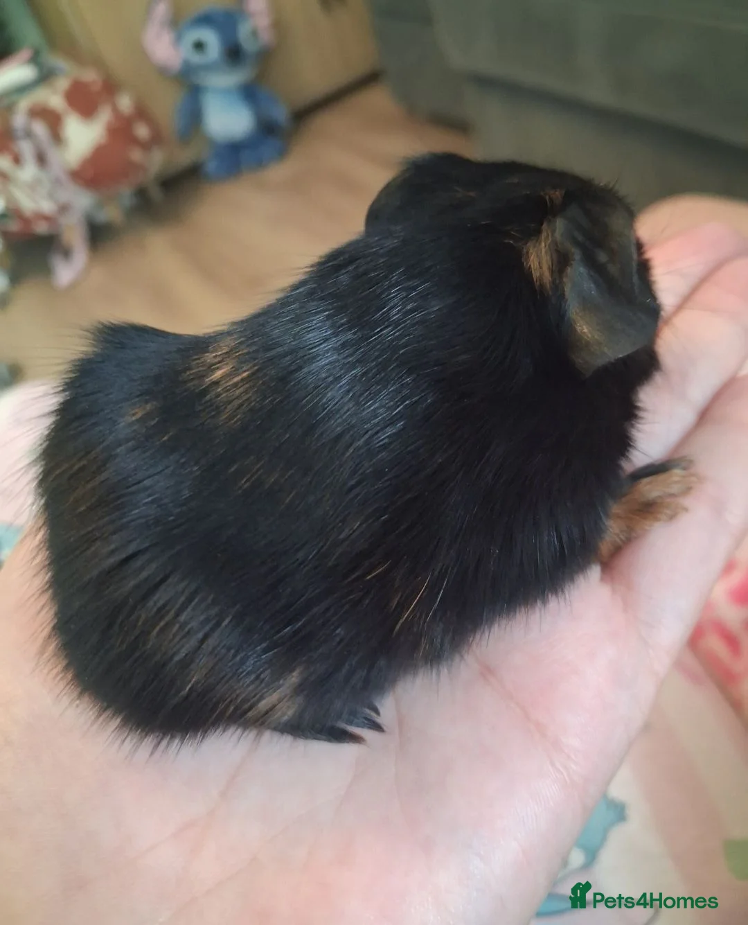 Guinea Pig rodents for sale: Gorgeous baby boars - Advert 10